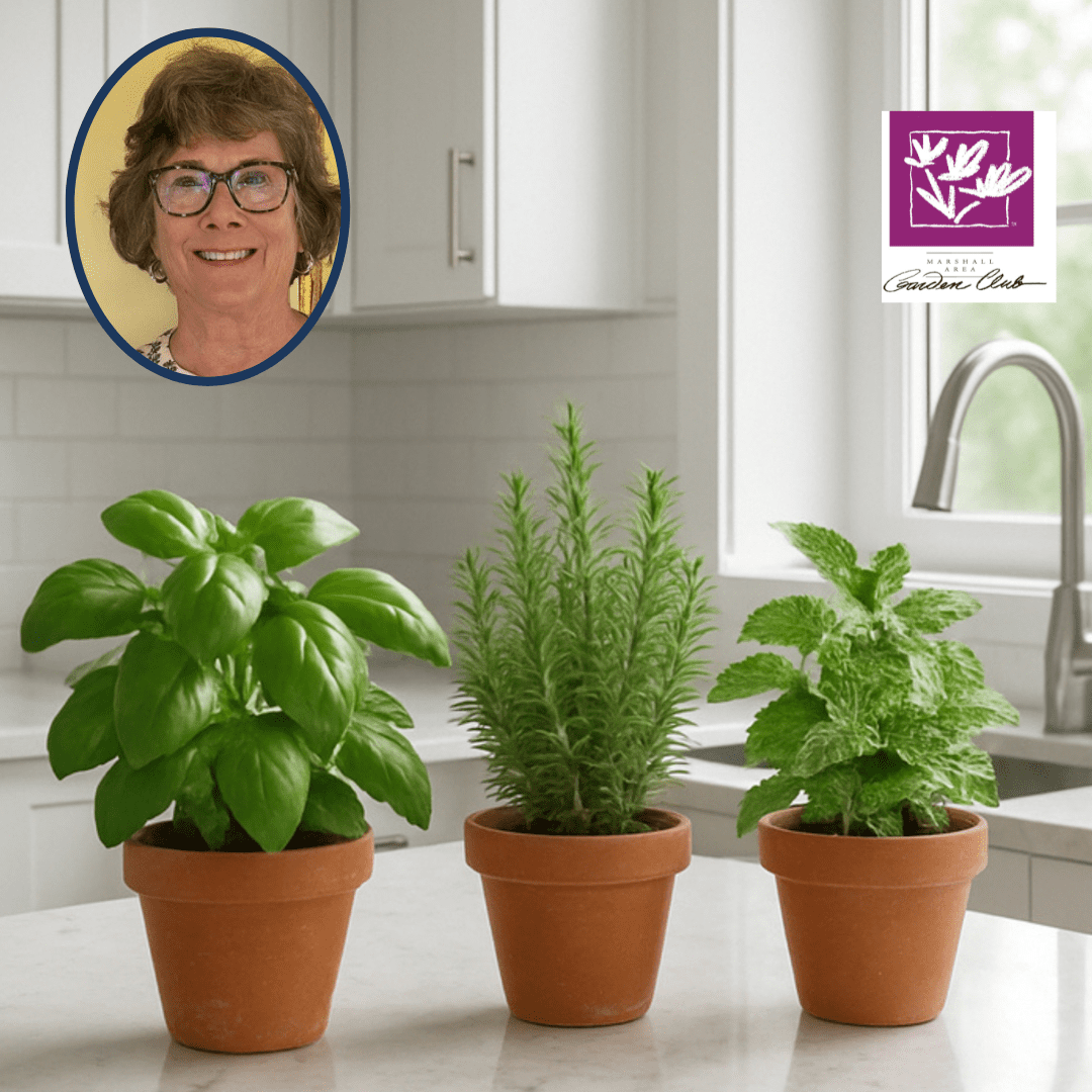 Herbal Houseplants – How to Grow Beautiful Herbs Indoors, For Flavor, Fragrance, & Fun!